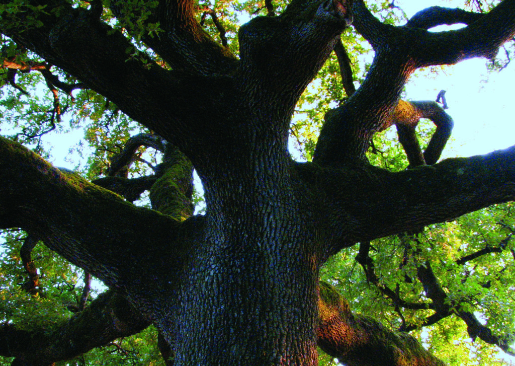 L'arbre de l'enfance